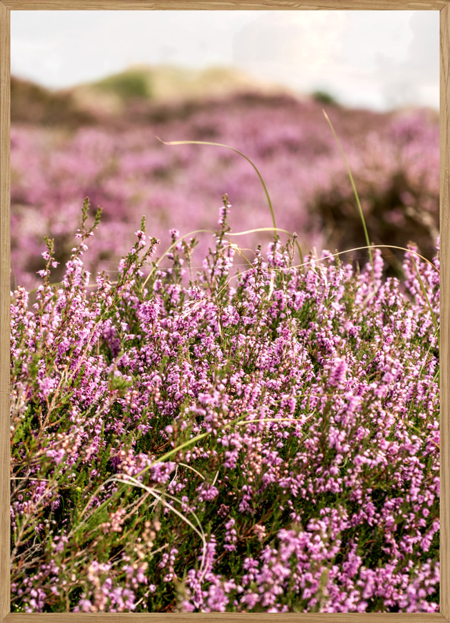 Fanø Lyng Naturplakat A5  14     21cm  Boligen   Naturplakater Living Nature