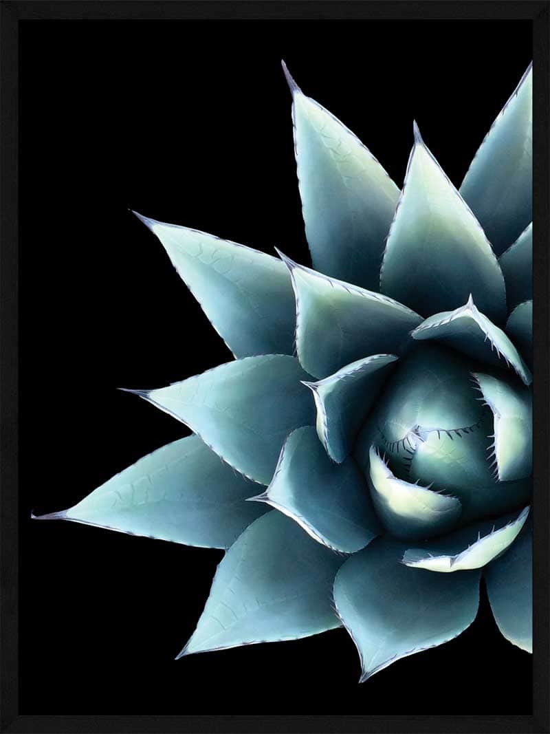 Kaktus Blomst Plakat