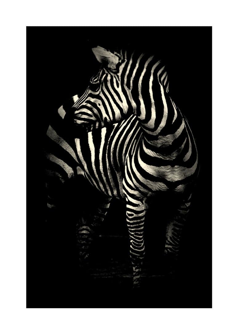 Zebra Med Hvide Striber Plakat