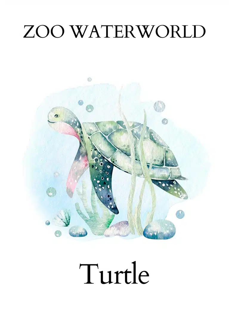 Zoo Waterworld Turtle